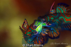 Mating Mandrin fish, shot at Sam's house site.  This was ... by Shari Morris 